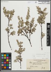 Foto von Salix repens subsp. repens L.
